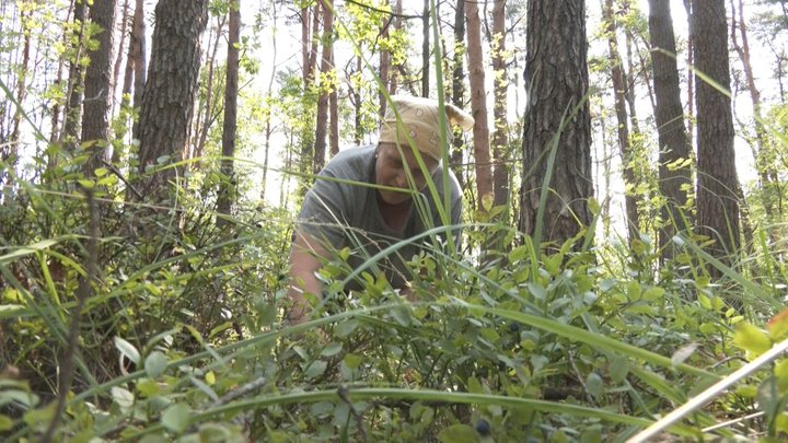 Весняні приморозки вдарили по врожаю: на Волині чорниць менше, ніж торік, а ціни кусаються