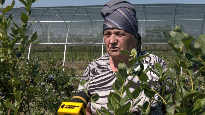 Лохина замість окопів: як ветеран АТО з Волині після поранення створив успішний ягідний бізнес