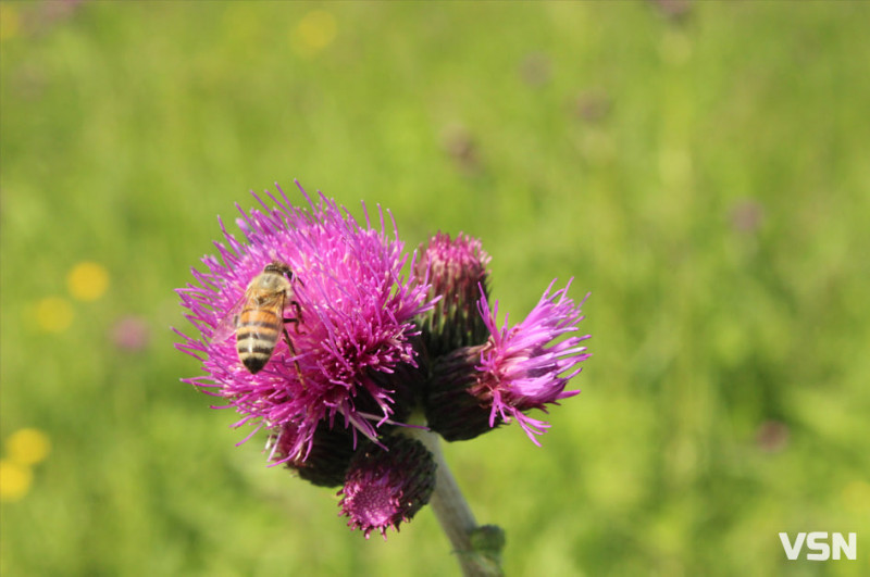 Скільки коштує мед на ринку та у магазинах Луцька?