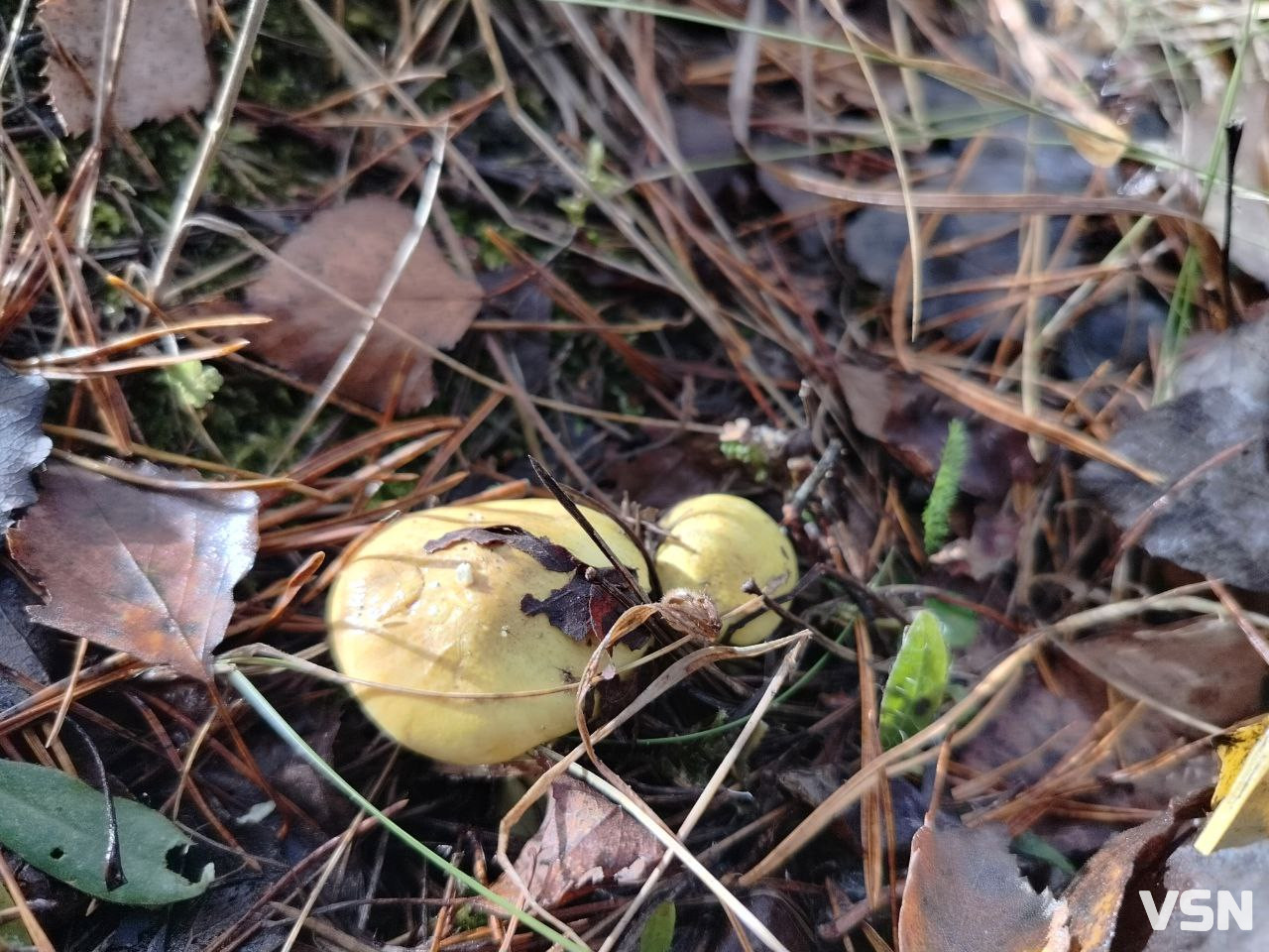 У пошуках зеленого золота: як на Волині збирають зелениці