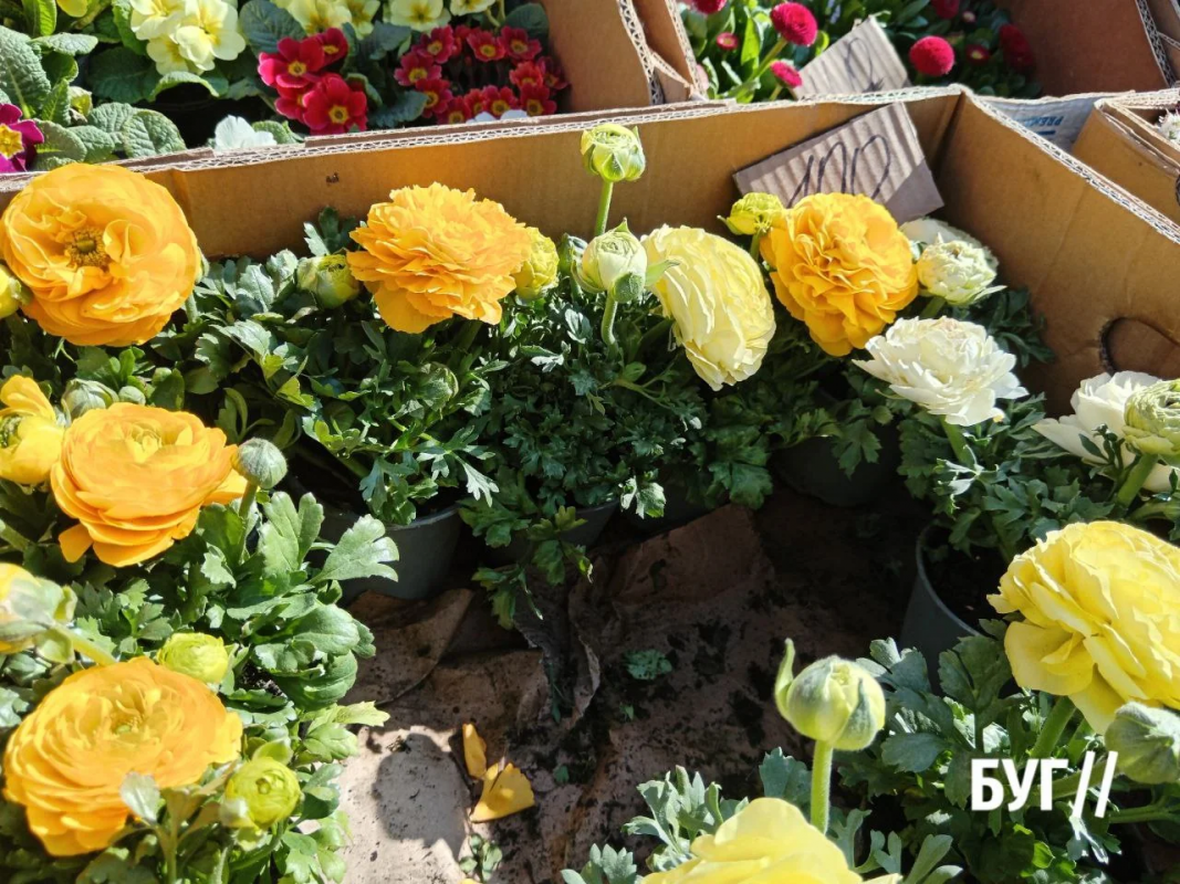 Весна вже на ринку: на Волині продають першу полуницю та розсаду — які ціни