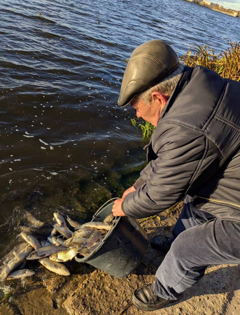 На Волині у водосховище випустили пів тонни коропа та білого амура