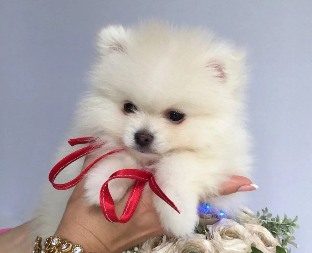 На Волині продають собак по $1500: топ-5 найдорожчих порід