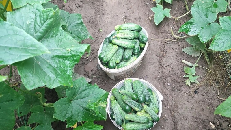Підживлення огірків під час цвітіння: як отримати рясну зав’язь