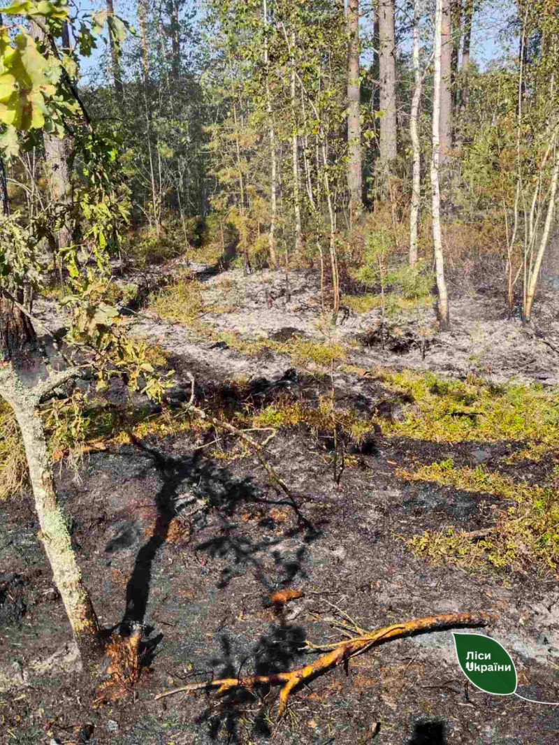 У лісі на Волині виявили уламки збитого «шахеда»: що відомо
