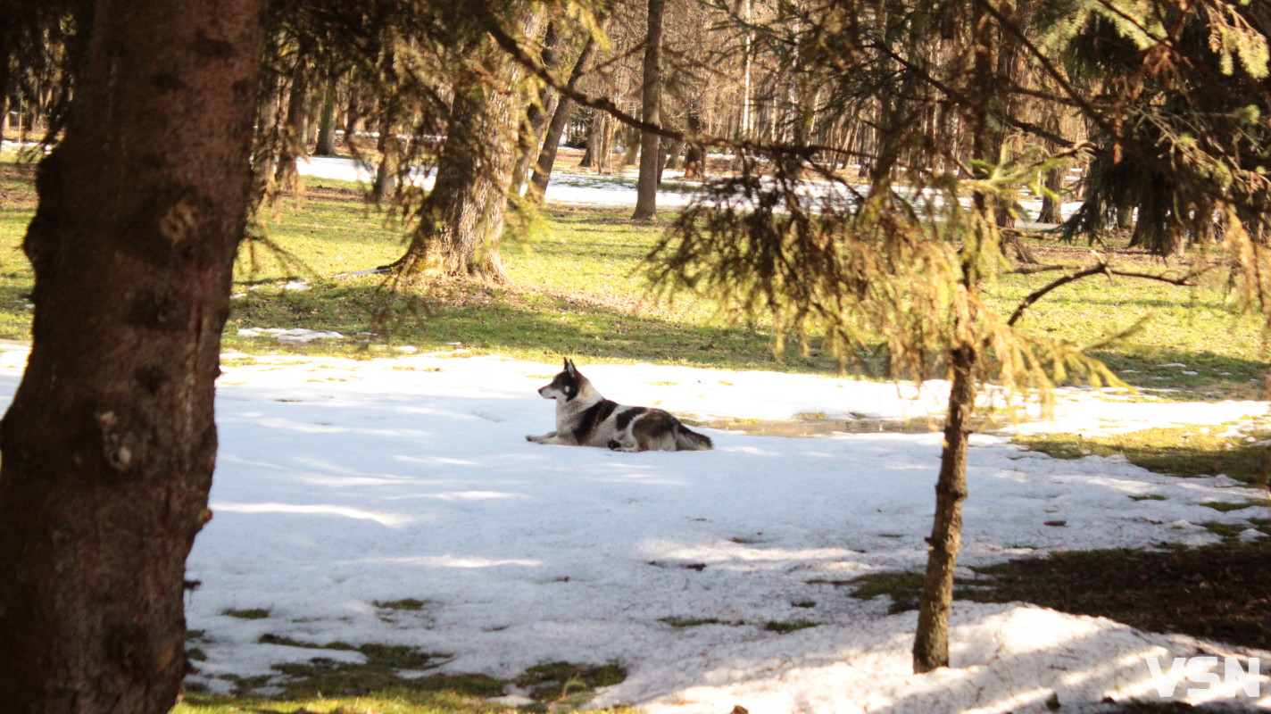Весна у Луцьку: фоторепортаж із парку імені Лесі Українки