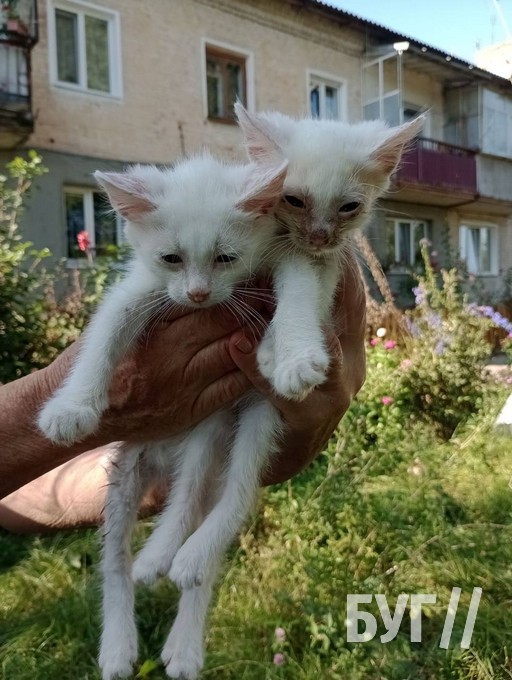 На Волині собака кинувся рятувати котенят, яких топив нелюд