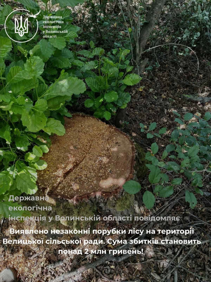 Понад 2 мільйони гривень збитків: на Волині незаконно вирубали 1251 дерево