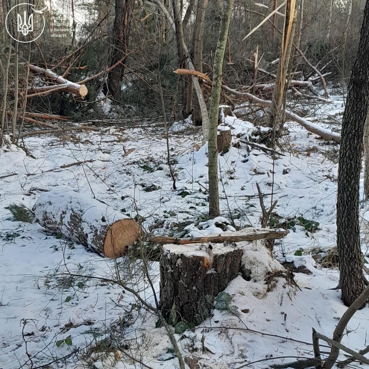 На Волині невідомі зрізали 354 дерева на понад 380 тисяч гривень