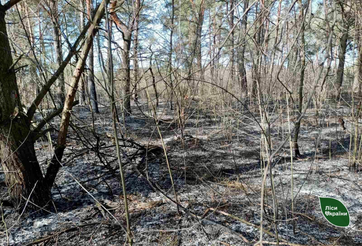 На Волині двоє осіб навмисне підпалили ліс