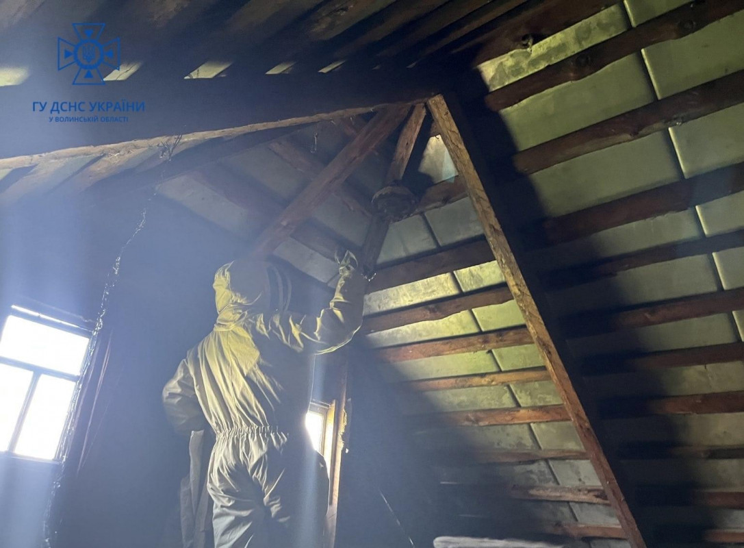 На Волині рятувальники ліквідували три гнізда шершнів