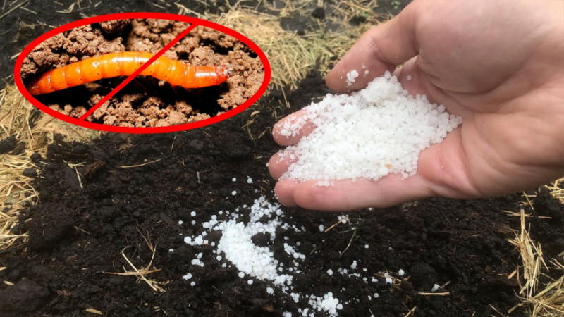 Як знищити дротяника на ділянці та не нашкодити ґрунту