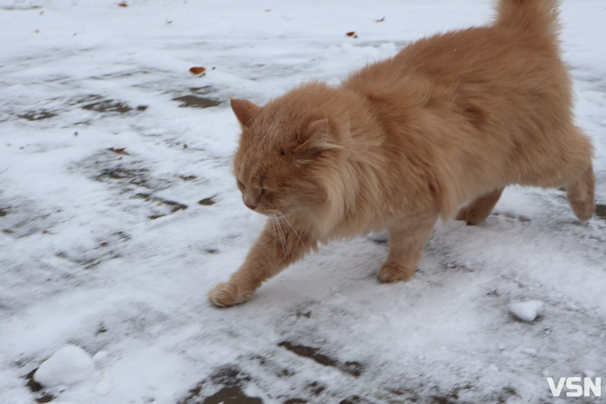 Останній день 2025 у Луцьку: місто в очікуванні Нового року. Фоторепортаж