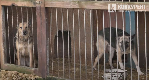 «Вони тут, бо ми були безвідповідальними»: яка ситуація у Луцьку з безпритульними тваринами