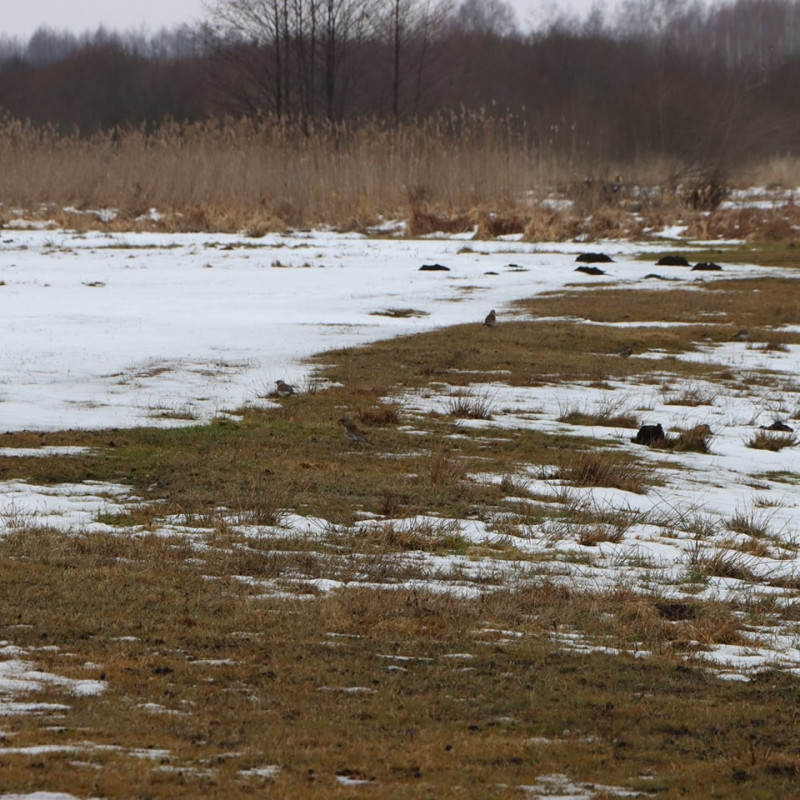 Весна наближається: на Волині зафіксували повернення сірих журавлів із вирію