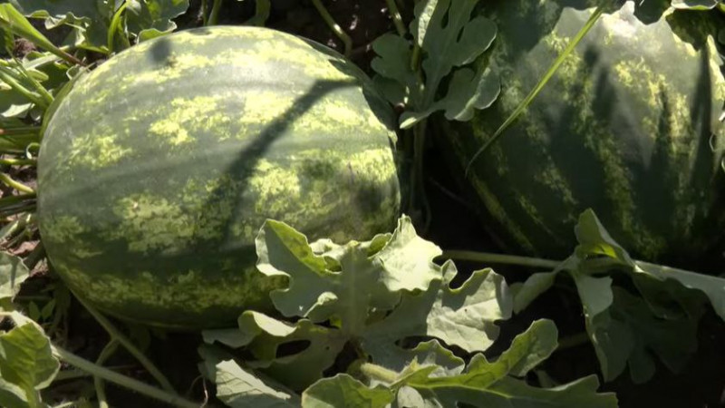 Спаржа, батат і кавуни: які незвичні культури вирощують на Волині