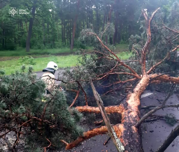 На Волині негода повалила дерево та зірвала дах складу