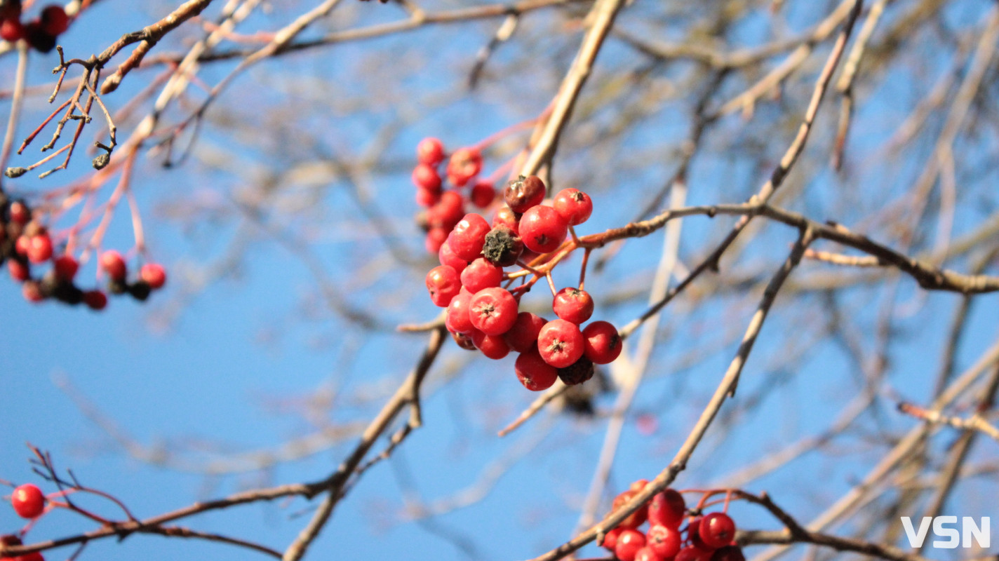 Засніжений Луцьк: як виглядають парки та двори міста взимку напередодні Нового 2026 року. Фоторепортаж