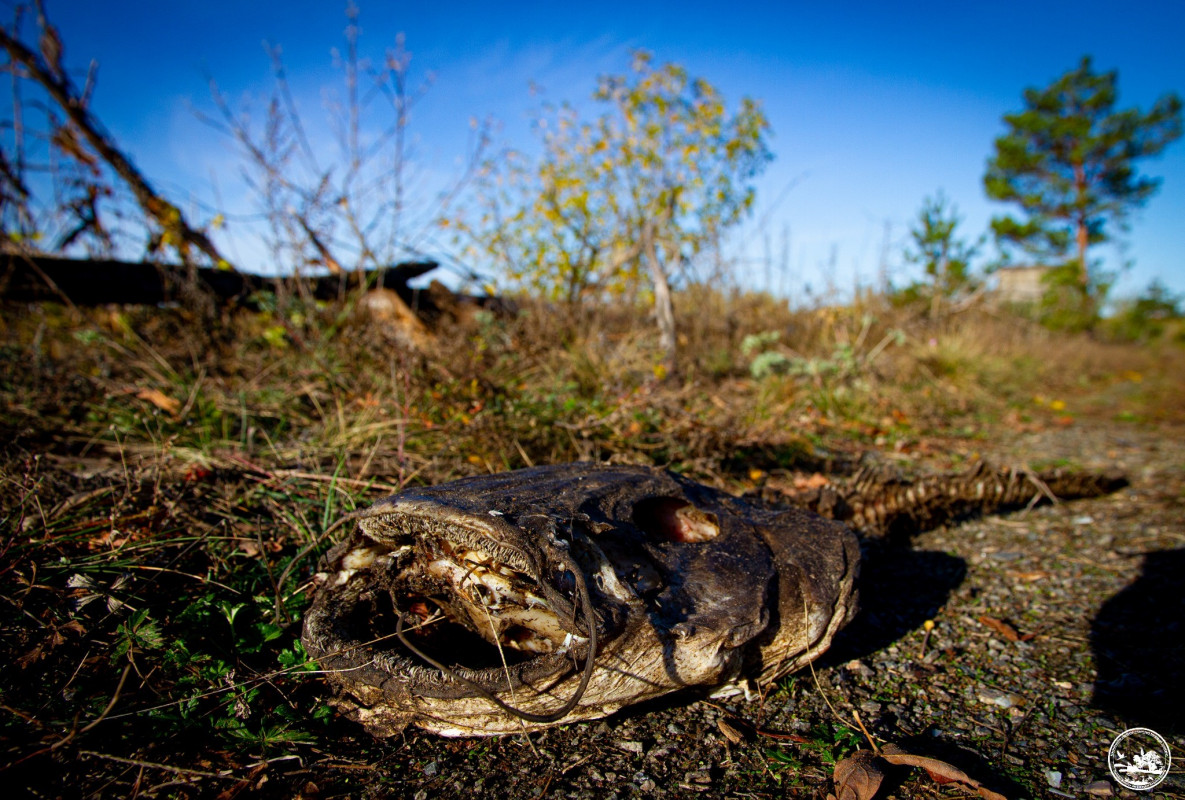 У Чорнобильській зоні помирають велетенські соми: яка причина. Фото