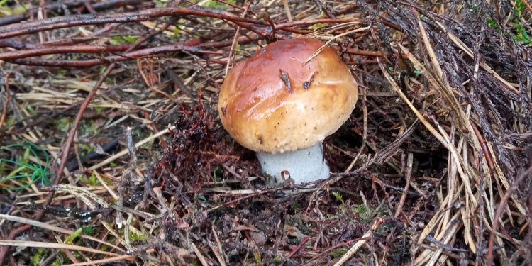 На Волині вже збирають білі гриби. Фото