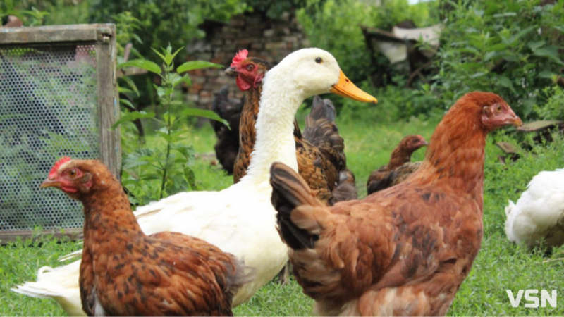 Гусячі, перепелині, елітні курячі: скільки на Волині коштують інкубаційні яйця?