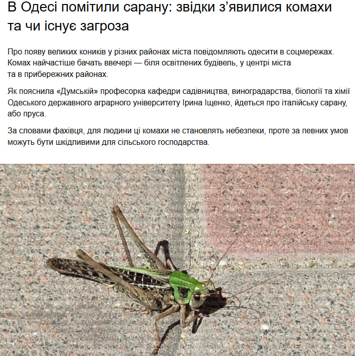  Сарана в Україні: чи дійде шкідник до Волині