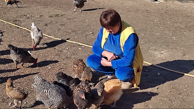 «А вас чоловік не виганяє за ті квітки?»: волинянка вирощує понад сто сортів хризантем