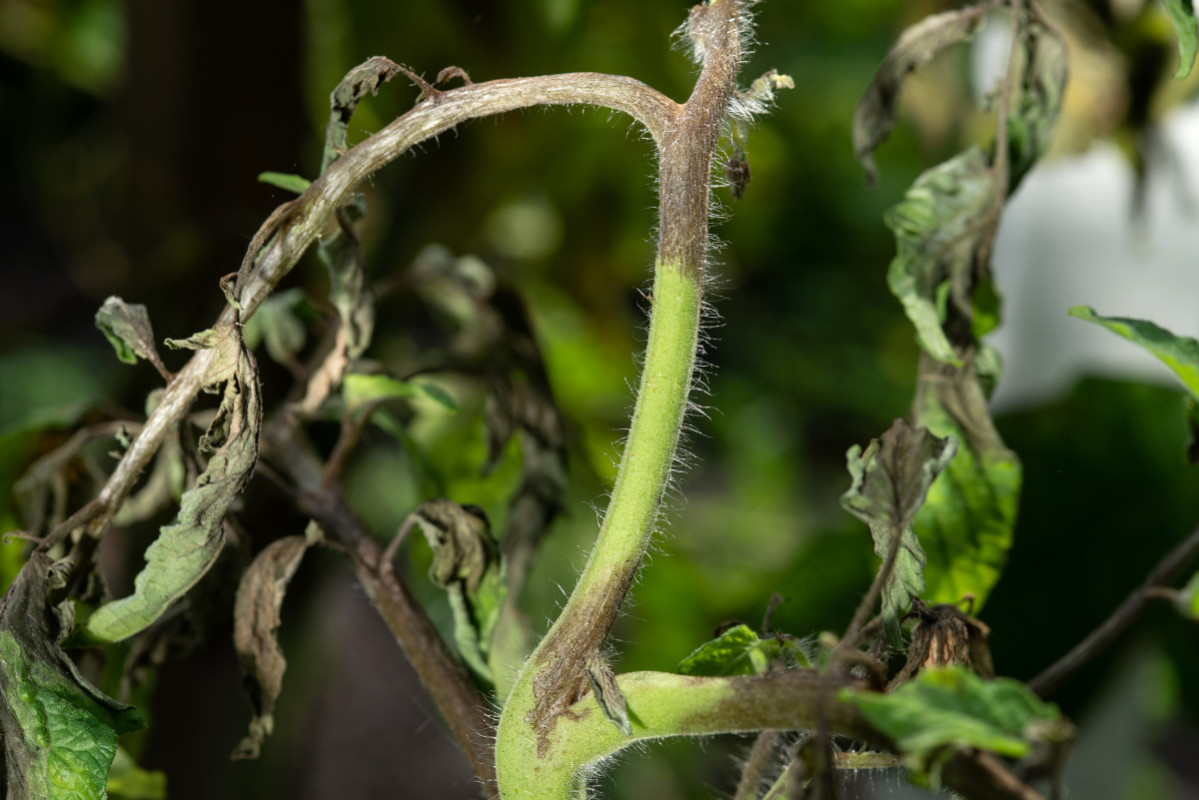 Як захистити помідори від фітофтори після затяжних дощів: ці методи врятують урожай