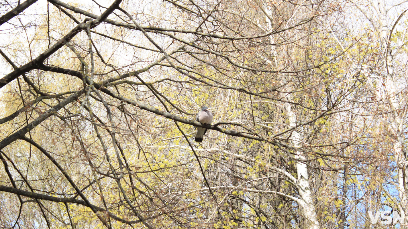 Дощі та нічні заморозки: якою буде погода 18 та 19 квітня на Волині?