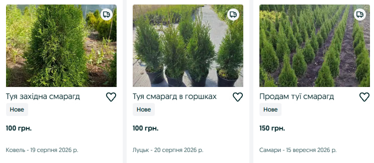 Від 25 до 1500 гривень: скільки коштують туї на Волині