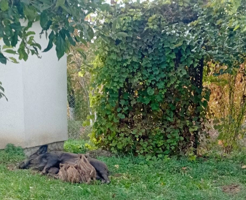 До волинянки на подвір’я завітала родина диких кабанів із поросятами. Відео