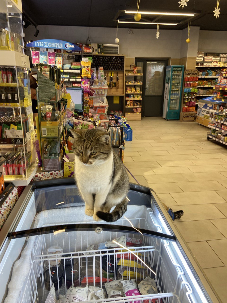 Кіт-директор: у продуктовому магазині в Луцьку з'явився пухнастий працівник