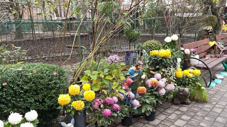 «У мене всі улюблені клумби, бо кожна по-різному цвіте»: історія 70-річної озеленювачки Луцького зоопарку