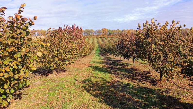 Бізнес на горіхах: волинянин отримав грант від держави і почав вирощувати фундук