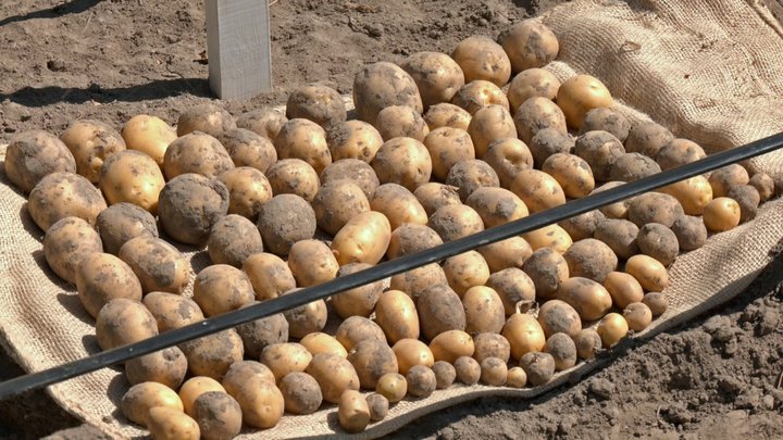 Волинські фермери назвали сорти картоплі, які найкраще пережили спеку