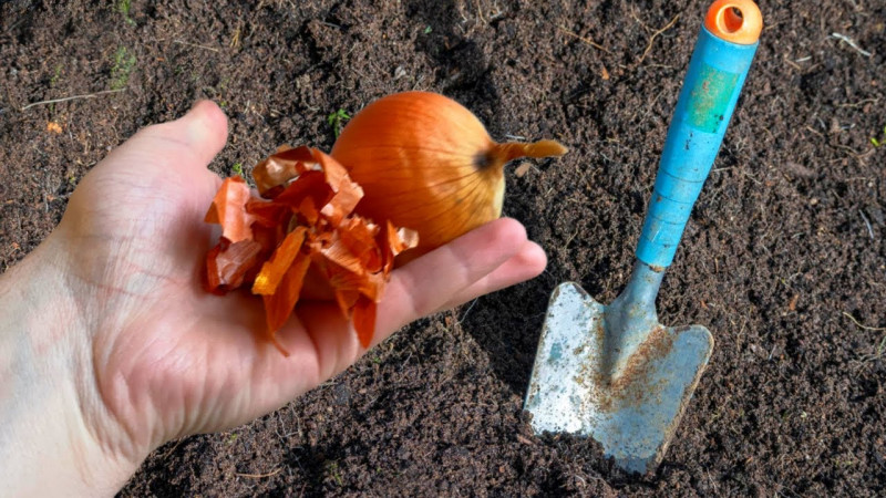 Як весною захистити розсаду та городину від личинок хруща