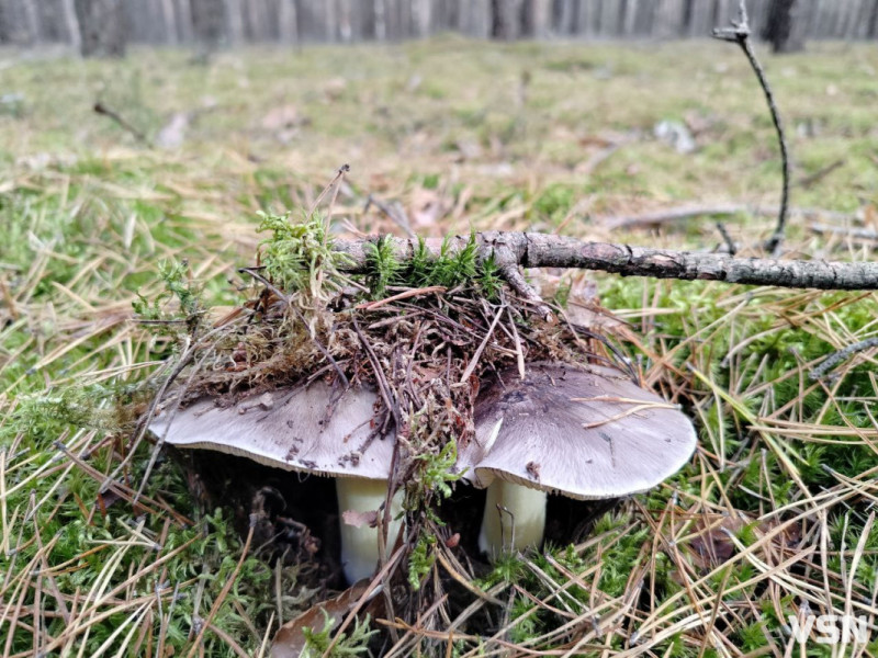 У пошуках зеленого золота: як на Волині збирають зелениці