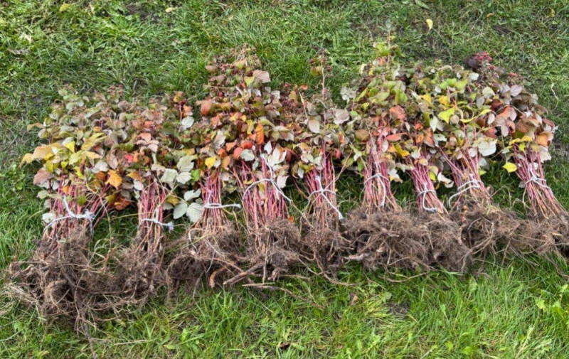 Ожина, малина та смородина: скільки коштують саджанці кущових ягід на Волині?