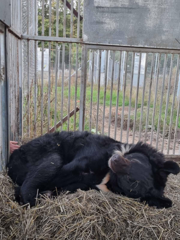 Як Луцький зоопарк та волонтери рятували контуженого ведмедя з обстріляної Донеччини