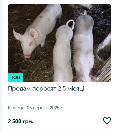 Ринок сільгосптварин на Волині: скільки коштують корови, телички, коні та кролі