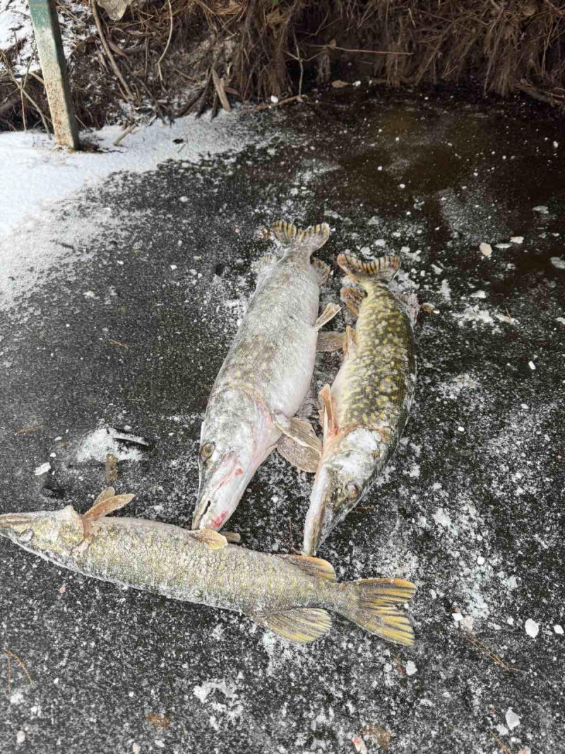 На Рівненщині масово ловлять щуку: рибалки показали свої трофеї. Фото