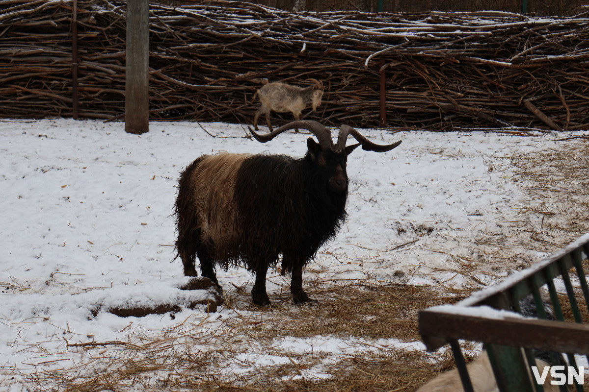 Як живе Луцький зоопарк взимку. Фоторепортаж