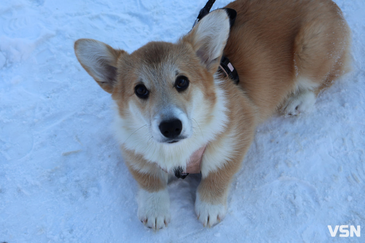 Нові правила утримання тварин на Волині: які зміни приніс закон і що про це кажуть кінологи