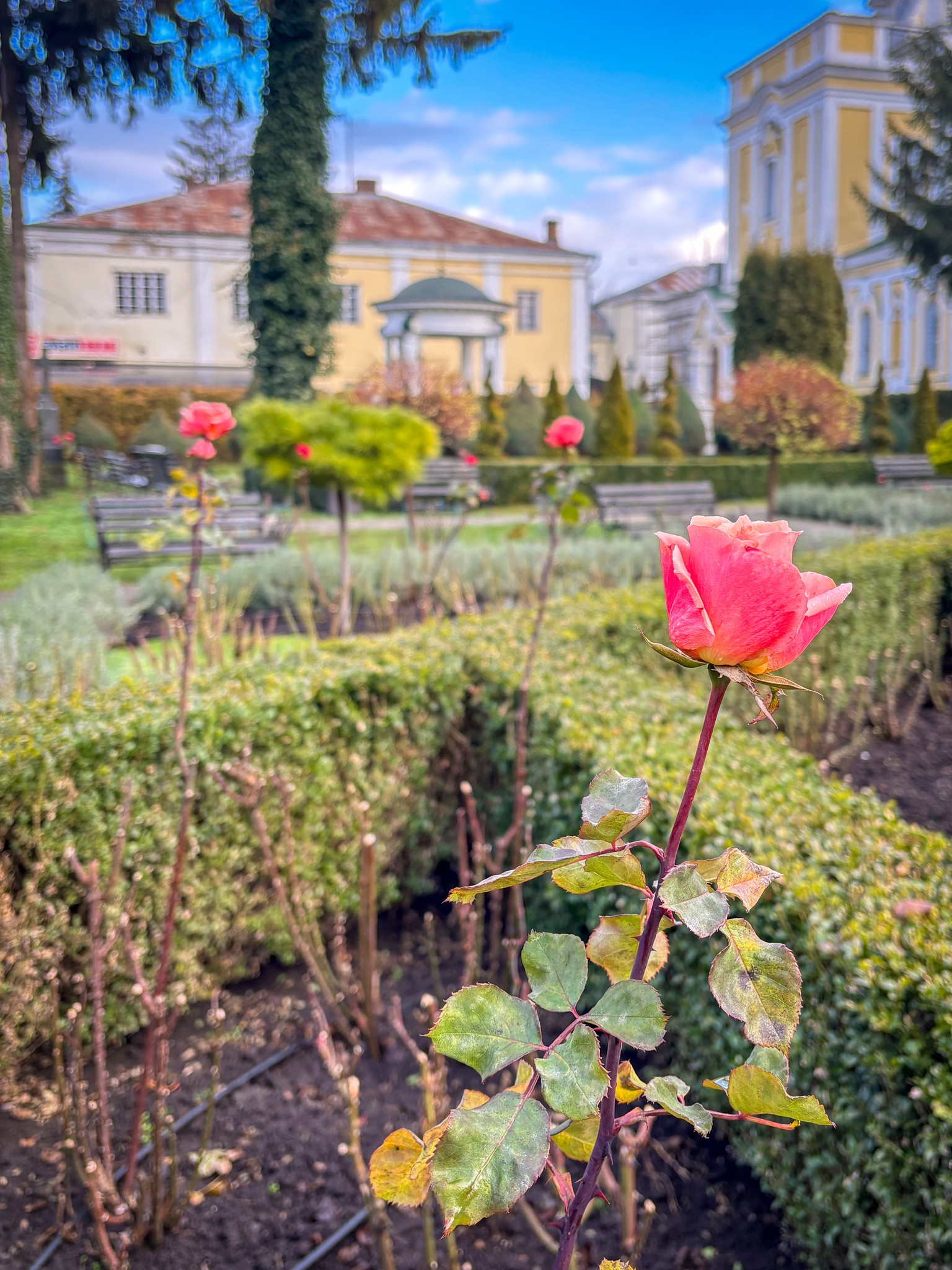 Передріздвяне диво у Луцьку: біля собору посеред зими розквітли квіти