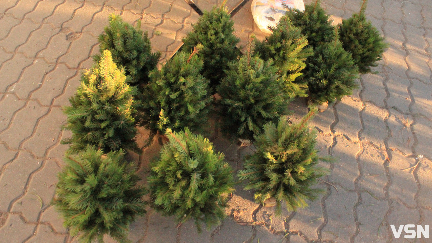 Скільки коштують живі ялинки та сосни на ринку у Луцьку?