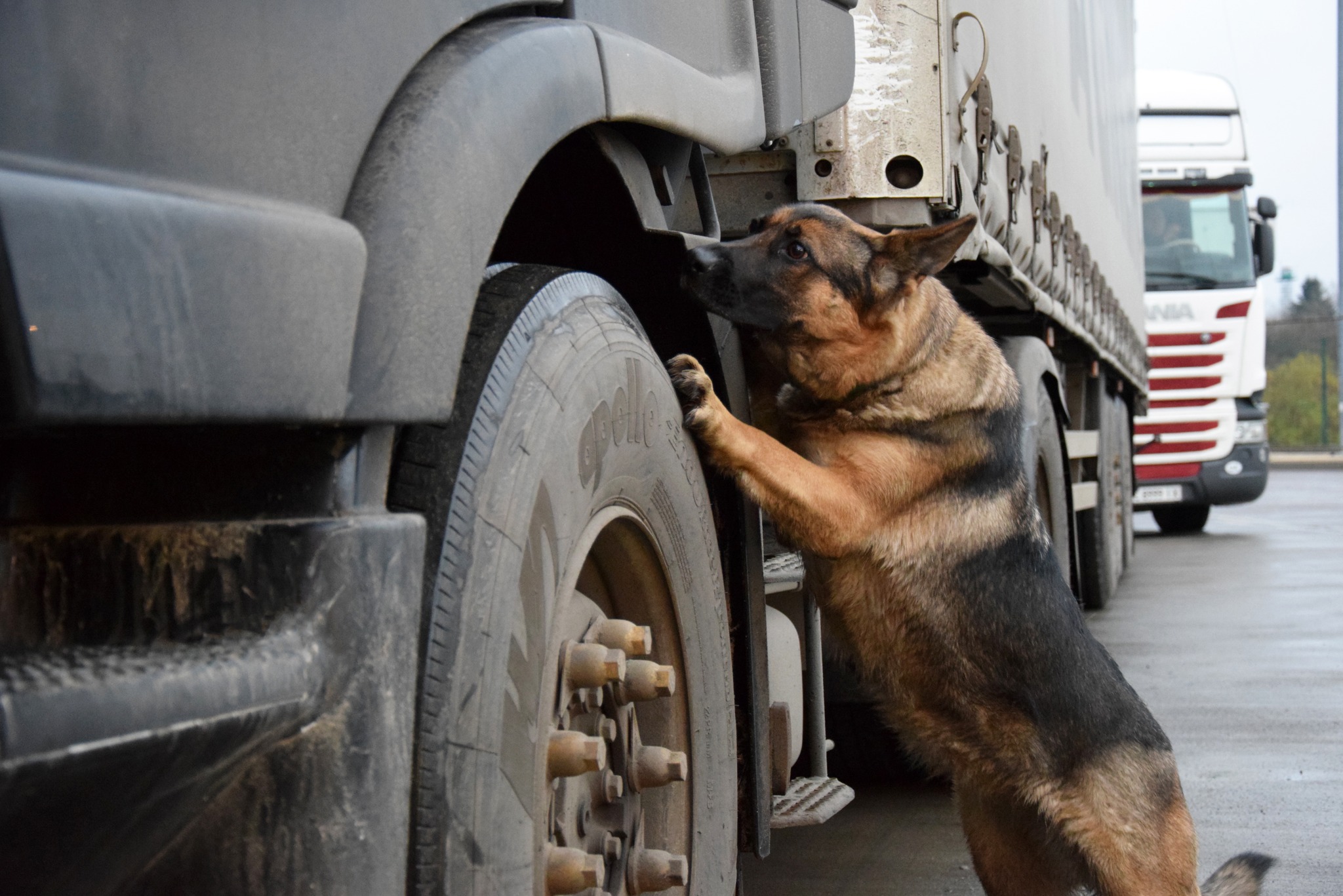 Коли напарник – більше ніж собака: прикордонник з Волині та його чотирилапа династія