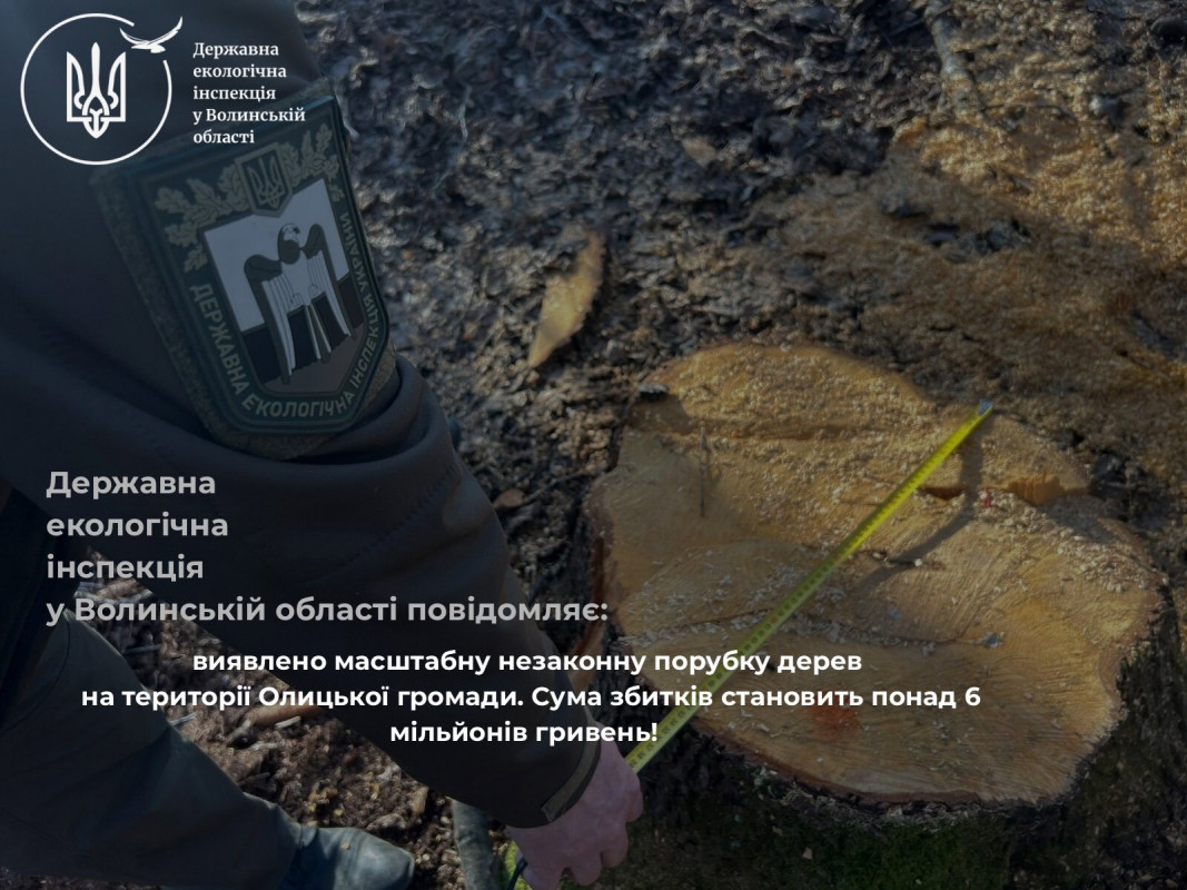На території волинської громади вирубали сосен на понад 6 мільйонів гривень