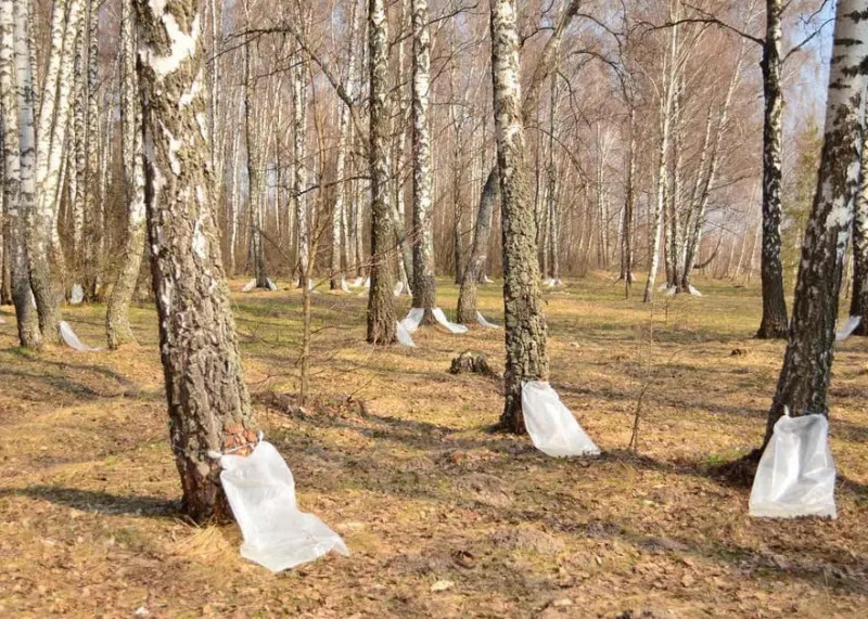 Скільки коштує березовий сік на Волині?