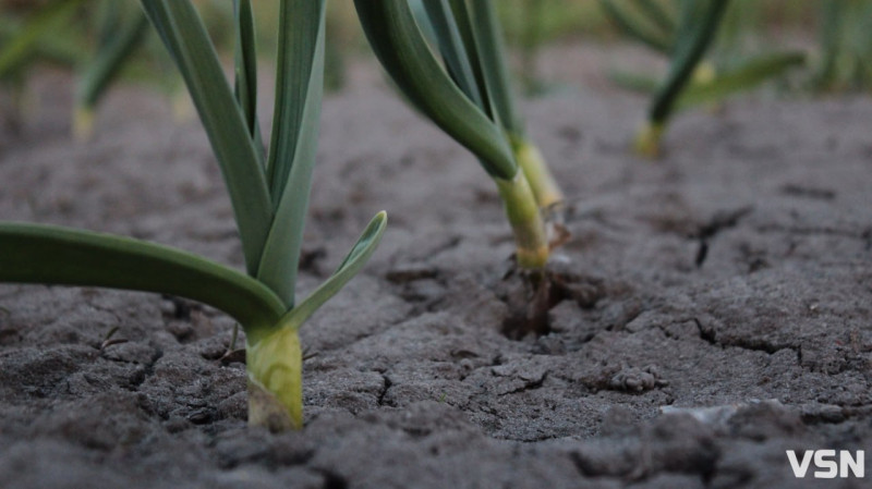 Після нічного холоду на Волині господарі можуть втратити більшість ранніх фруктів
