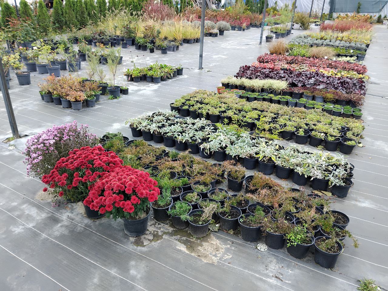 Мрія, що розквітла: родина з Волині вирощує тисячі саджанців для всієї України